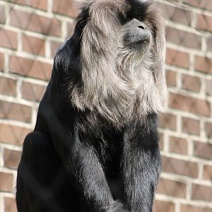 Lion-tailed macaque