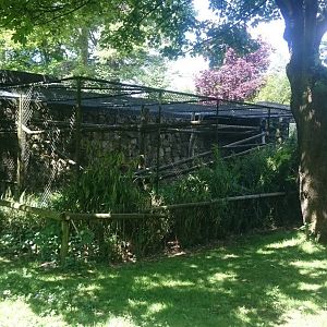 Enclosure Lion-tailed macaque