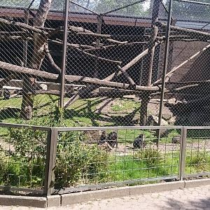 Enclosure Lion-tailed macaque
