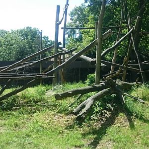 Out-door enclosure Lion-tailed macaque