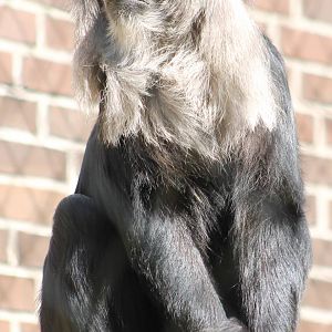 Lion-tailed macaque