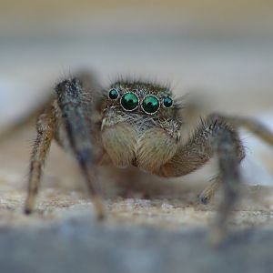 Marpissa radiata  male