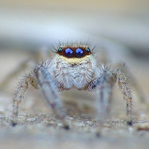 Marpissa radiata  female
