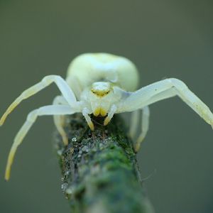 Misumena vatia