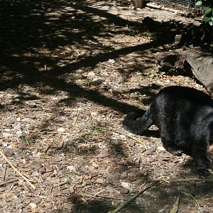 Palm civet in new accomodation