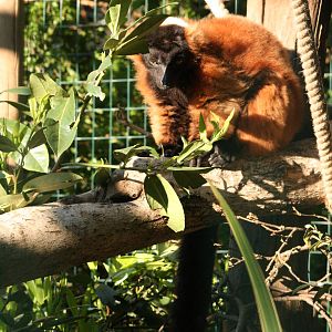 Red ruffed lemur