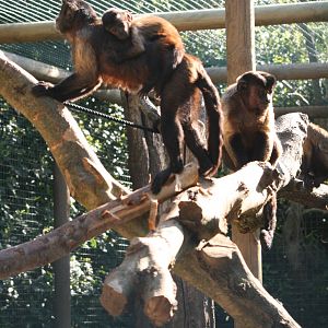 Sapajus apella family