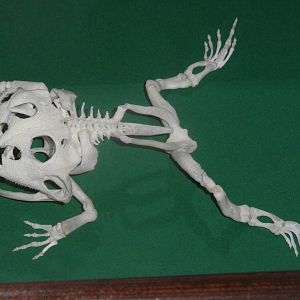 Chacoan horned frog skeleton