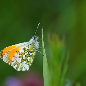 Anthocharis cardamines