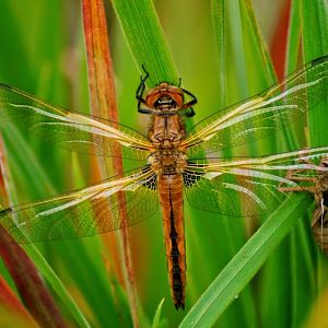 Libellula fulva