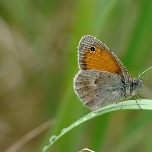 Coenonympha pamphilus