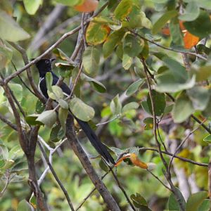 Levaillant's Cuckoo, Khwai Community Area, Botswana, 24/04/16