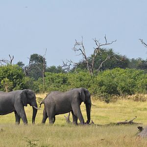 African Bush Elephants, Khwai Community Area, Botswana, 24/04/16
