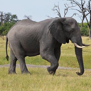 African Bush Elephant, Khwai Community Area, Botswana, 24/04/16