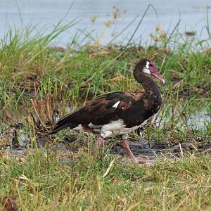 Spur-winged Goose, Khwai Community Area, Botswana, 24/04/16
