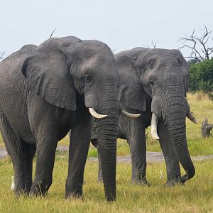 African Bush Elephants, Khwai Community Area, Botswana, 24/04/16