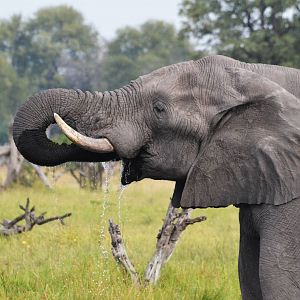 African Bush Elephant, Khwai Community Area, Botswana, 24/04/16