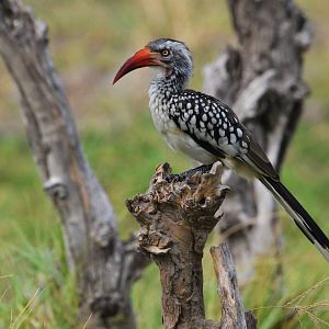 Southern Red-billed Hornbill, Khwai Community Area, Botswana, 24/04/16