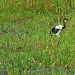 Saddle-biled Stork, Khwai Community Area, Botswana, 24/04/16