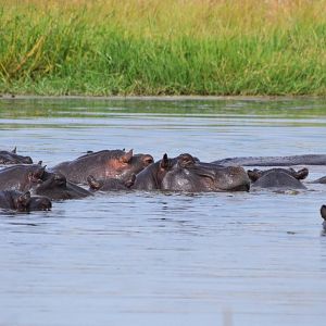 Common Hippopotamus, Khwai Community Area, Botswana, 24/04/16