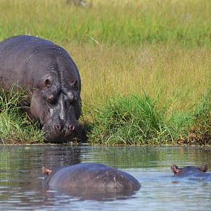 Common Hippopotamus, Khwai Community Area, Botswana, 24/04/16