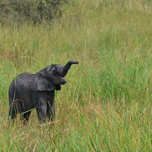 African Bush Elephant (Calf), Khwai Community Area, Botswana, 24/04/16