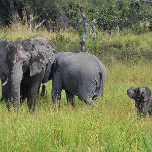 African Bush Elephants (with Calf), Khwai Community Area, Botswana, 24/04/1