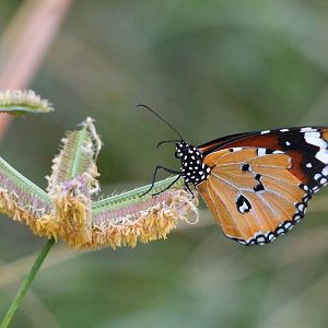 African Monarch, Khwai Community Area, Botswana, 24/04/16