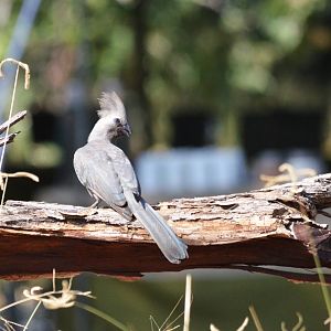 Grey Go-away-bird, Khwai Community Area, Botswana, 24/04/16