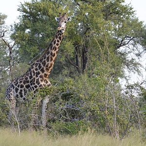 Southern Giraffe, Khwai Community Area, Botswana, 24/04/16