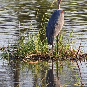 Goliath Heron, Khwai Community Area, Botswana, 24/04/16