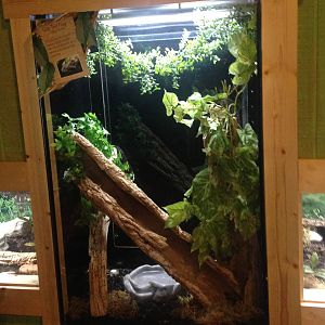 Rough Green Snake Exhibit