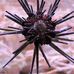 Sea urchin