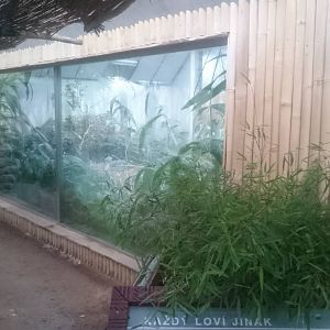 Shoebill enclosure