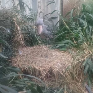 Shoebill at the nest