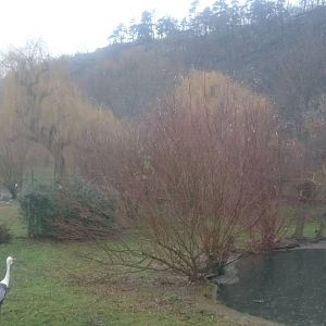 Wattled crane enclosure