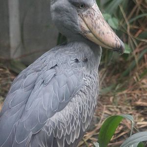 Shoebill