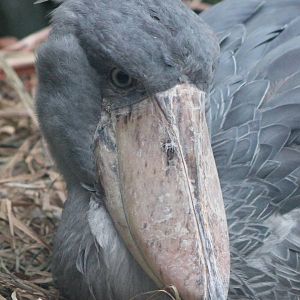 Shoebill