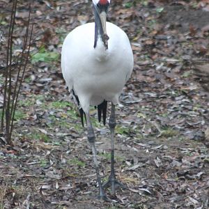 Red-crowned crane