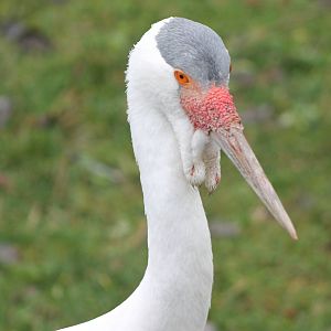 Wattled crane
