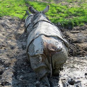 Indian Rhino.