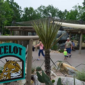 Desert - New Ocelot Exhibit