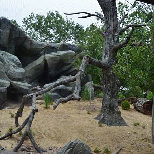Desert - New Ocelot Exhibit