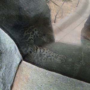Desert - New Ocelot Exhibit