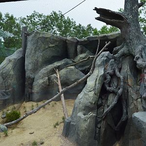 Desert - New Ocelot Exhibit