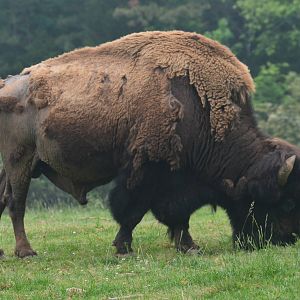 Prairie - Bison