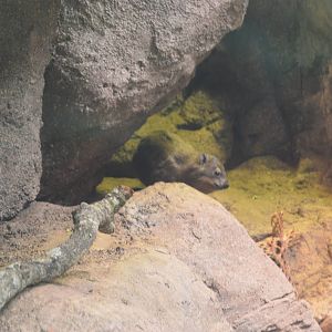 Desert - Rock Hyrax