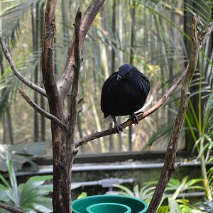 Rainforest Aviary - Nicobar Pigeon