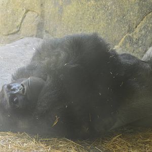 Forest Glade - Mosuba relaxing