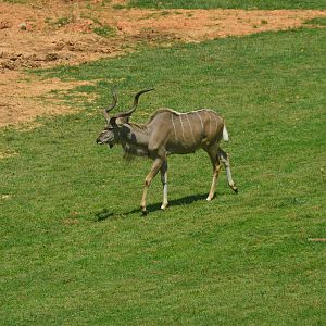 Watani Grasslands - Greater Kudu